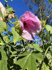 Hibiscus furcellatus