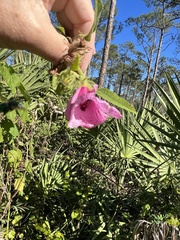 Hibiscus furcellatus