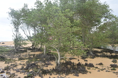 Avicennia schaueriana