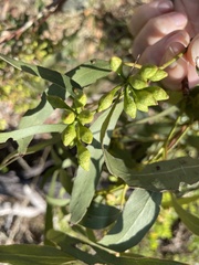 Eucalyptus baxteri