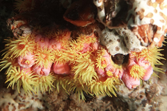 Tubastraea coccinea