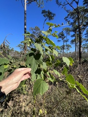 Hibiscus furcellatus