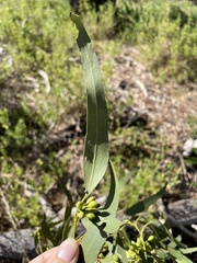 Eucalyptus baxteri