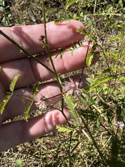 Mimosa quadrivalvis