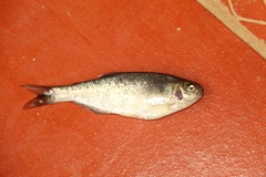 Characiformes