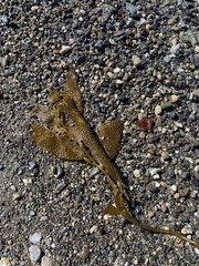 Macrocystis pyrifera