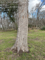 Quercus sinuata sinuata