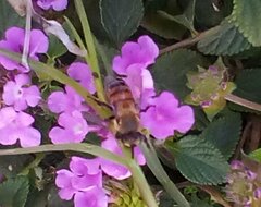 Apis mellifera