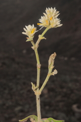 Alternanthera pubiflora