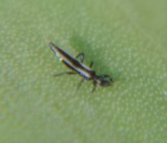 Aeolothrips