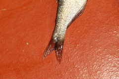 Characiformes