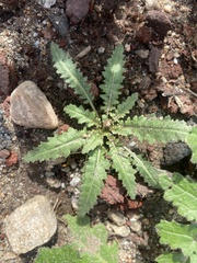 Eulobus californicus