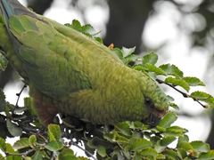 Enicognathus ferrugineus
