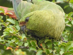 Enicognathus ferrugineus