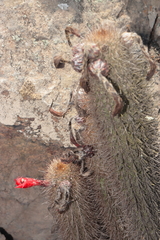 Loxanthocereus acanthurus