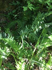Blechnum cordatum