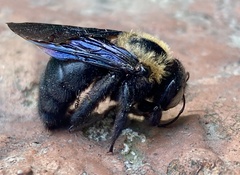 Xylocopa eximia