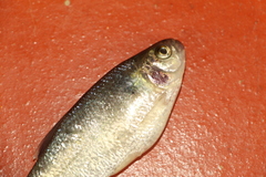 Characiformes
