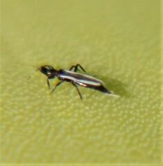 Aeolothrips