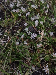 Lysimachia buxifolia