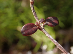 Coprosma colensoi