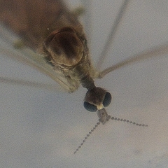 Limoniidae
