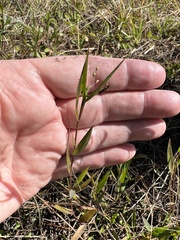 Dichanthelium webberianum