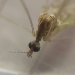 Limoniidae