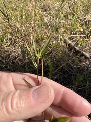 Dichanthelium webberianum