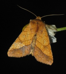 Pyrrhia umbra