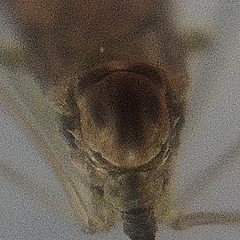 Limoniidae