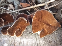 Steccherinum ochraceum