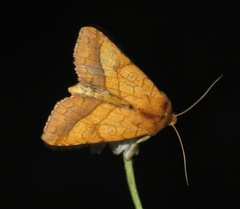 Pyrrhia umbra