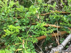 Luma apiculata