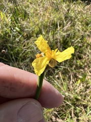 Xyris ambigua