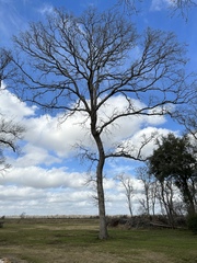 Quercus sinuata sinuata