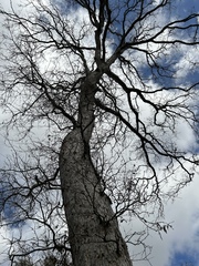 Quercus sinuata sinuata