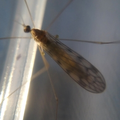 Limoniidae