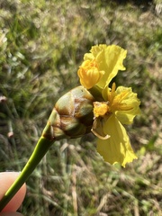 Xyris ambigua