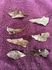 Quercus sinuata sinuata