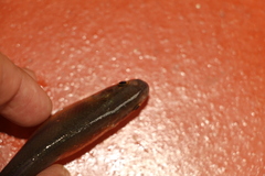 Characiformes