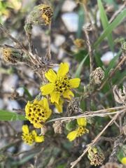Deinandra increscens