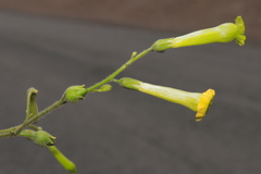 Nicotiana paniculata