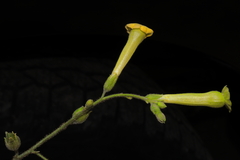 Nicotiana paniculata