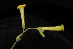 Nicotiana paniculata