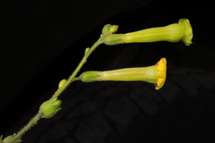 Nicotiana paniculata