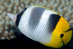 Chaetodon ulietensis