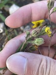 Deinandra increscens