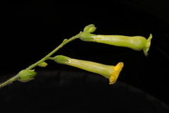 Nicotiana paniculata