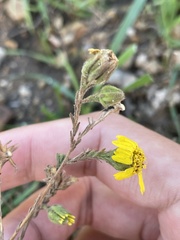 Deinandra increscens